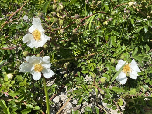 Memorial Rose