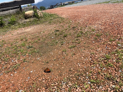 Scarce Tortoiseshell