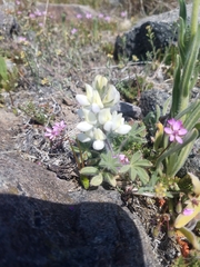Lupinus malacophyllus