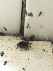 Pseudeuophrys erratica