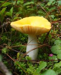 Russula risigallina