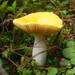 Russula lutea - Photo (c) Juan Carlos Pérez Magaña, some rights reserved (CC BY-NC), uploaded by Juan Carlos Pérez Magaña