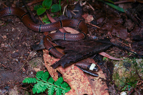 Sinomicrurus annularis