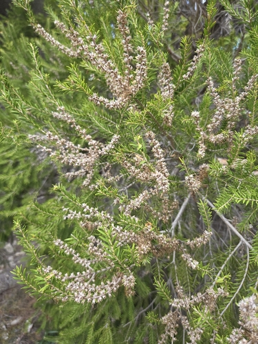 Melaleuca preissiana, photograph 2