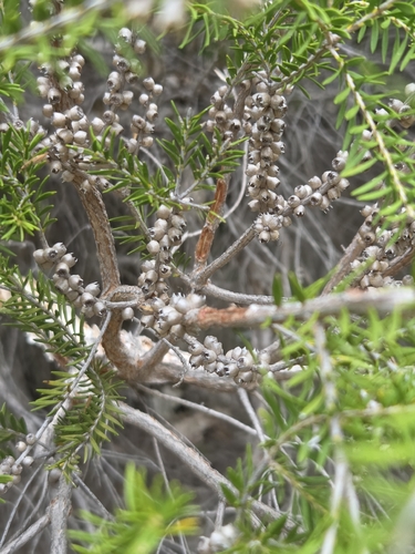 Melaleuca preissiana, photograph 3