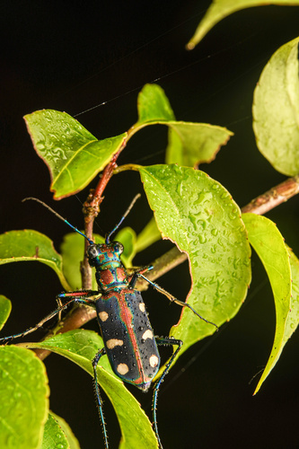 Golden-spotted Tiger Beetle