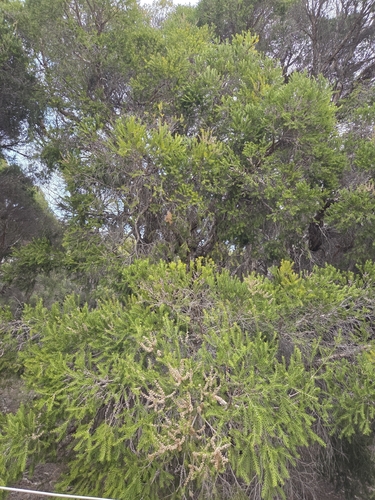 Melaleuca preissiana, photograph 4