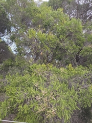 Melaleuca preissiana, photograph (c) Belinda Forbes, some rights reserved (CC BY)