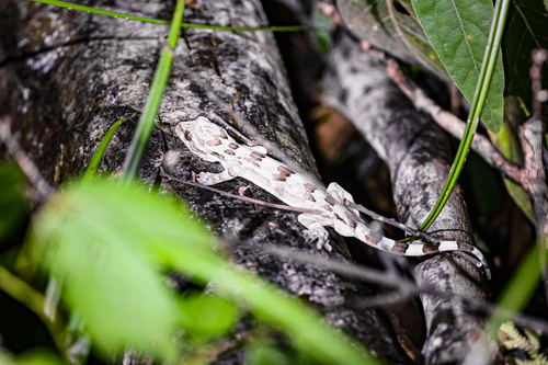 Mell's Gecko