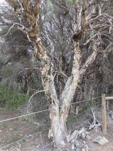 Melaleuca preissiana, photograph 5