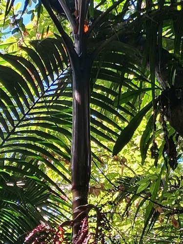 Pinanga insignis observed 2026-06-07