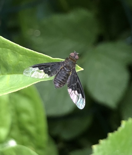 Black Banded Bee Fly