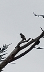 Colaptes