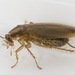 Cucaracha Rubia - Photo (c) D. Sikes, algunos derechos reservados (CC BY-SA)