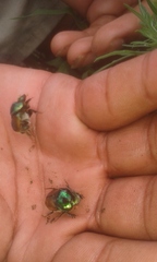 Proagoderus lanista