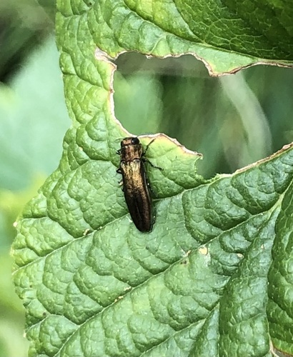 Agrilus ribesi