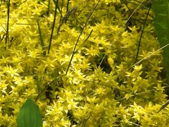 Sedum acre