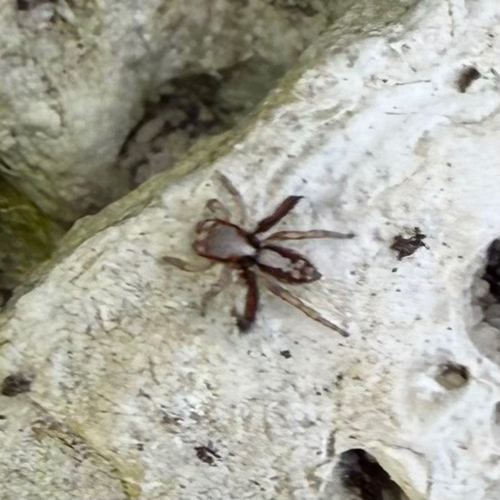 Beardfooted spider