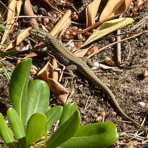 Common Wall Lizard