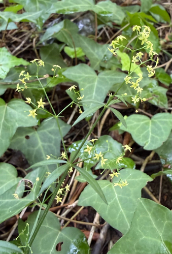 Wild Madder