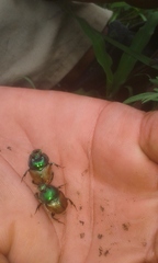 Proagoderus lanista