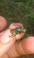Proagoderus lanista