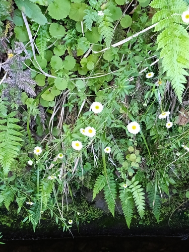 Mexican Fleabane