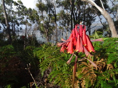 Blandfordia punicea