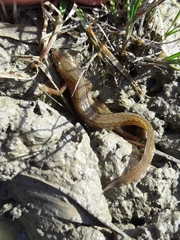 Lissotriton vulgaris