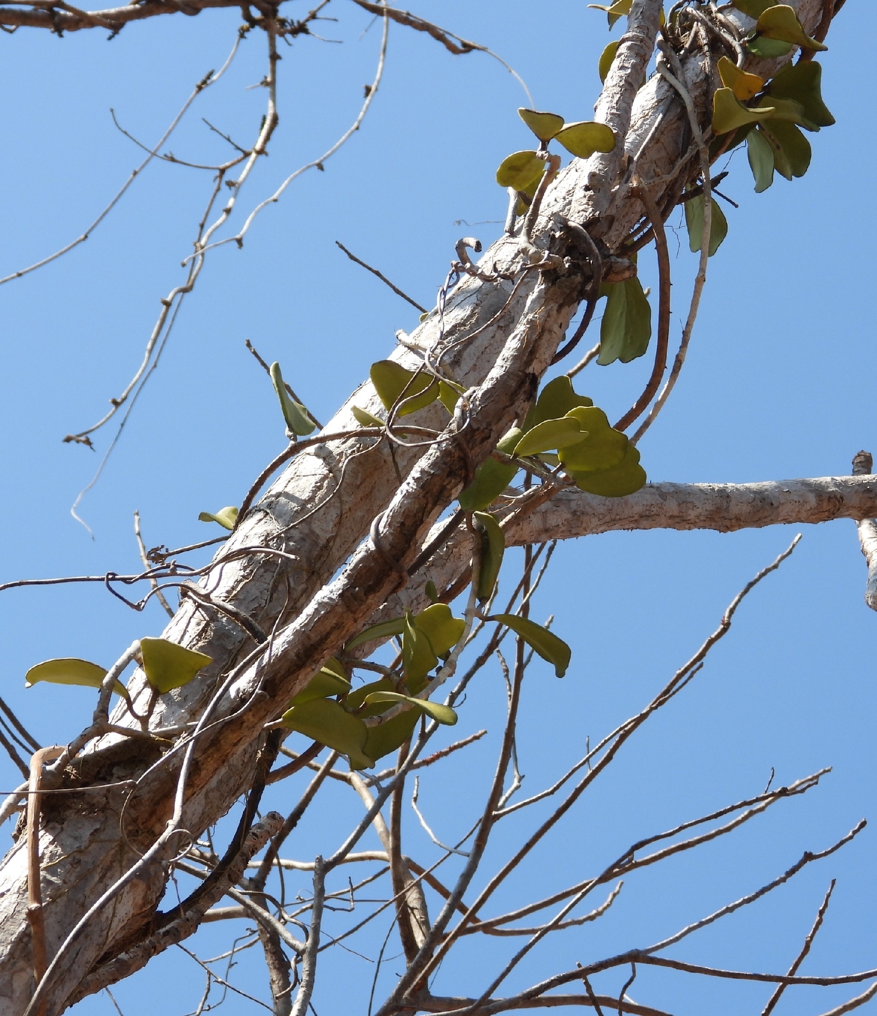 Hoya growing epiphytically on a tree