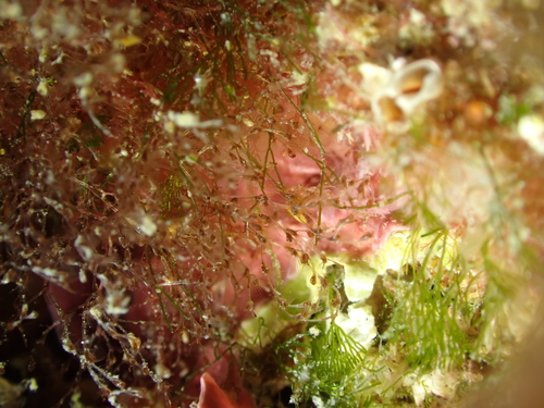 Savignyella lafontii observed 2026-06-05