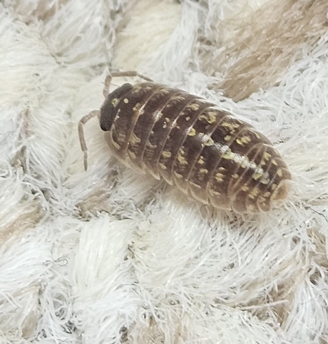 Versicolored Pill Woodlouse