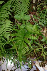 (c) 如此甚好, some rights reserved (CC BY) Leptochilus ellipticus, photograph (c) 如此甚好, some rights reserved (CC BY)