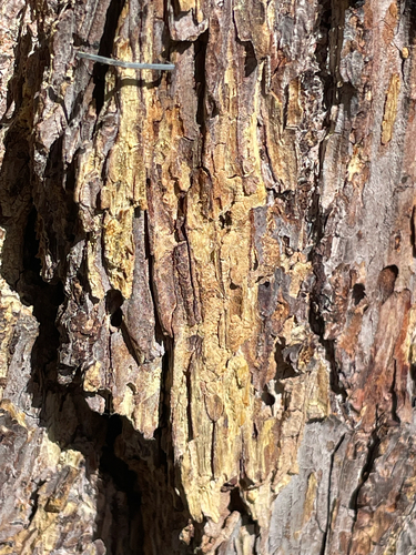 Nothorhina punctata