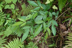 Ohwia caudata