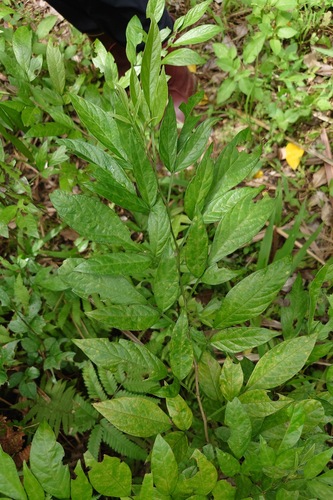 Ohwia caudata, photograph 1