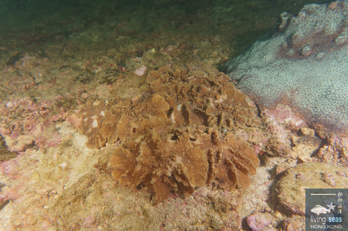 Sinularia brassica observed 2026-06-06