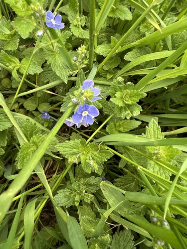 Germander Speedwell