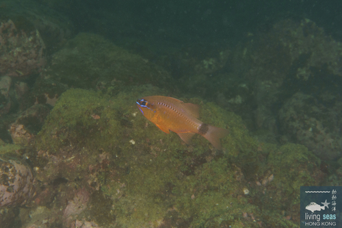 Ostorhinchus fleurieu observed 2026-06-06