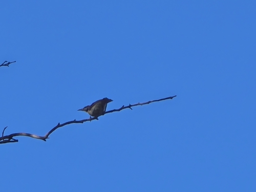 Little Friarbird