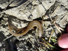 Lissotriton vulgaris