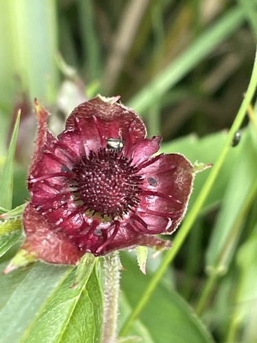 marsh cinquefoil
