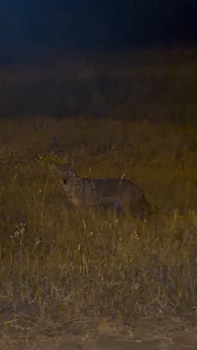 African Wolf