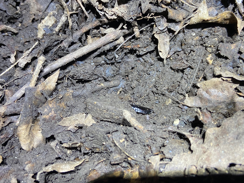 Worm and Slug Hunters
