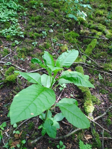 American pokeweed