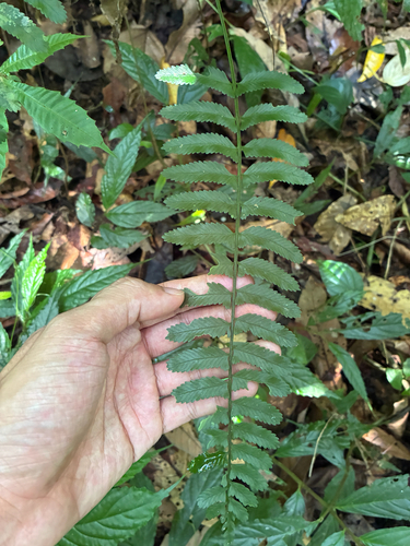 Asplenium tenerum observed 2026-06-09