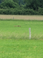 Red Fox