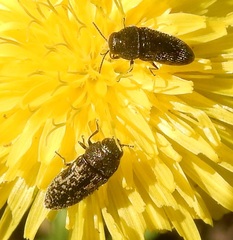 Acmaeodera neglecta