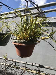 Maxillaria tenuifolia