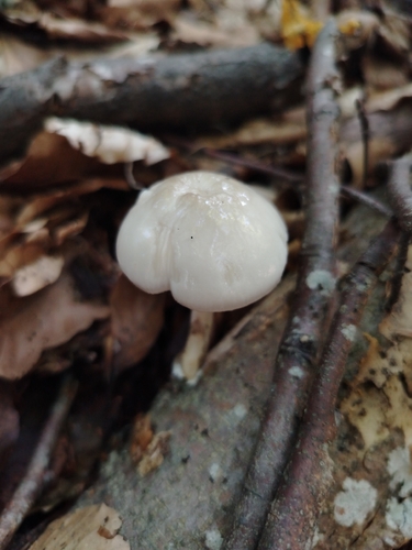 porcelain mushroom